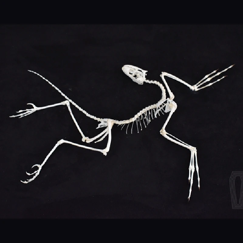 2120 Archaeopteryx Fossil Art  - مراجعة Fossil Replica Display وسعره