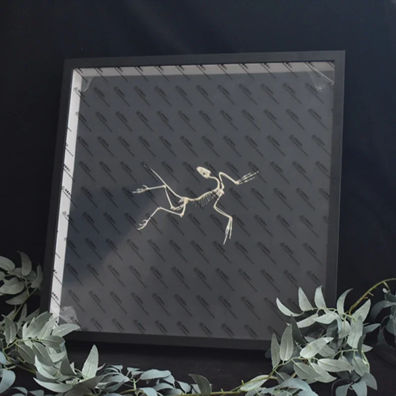 2120 Archaeopteryx Fossil Art  - مراجعة Fossil Replica Display وسعره