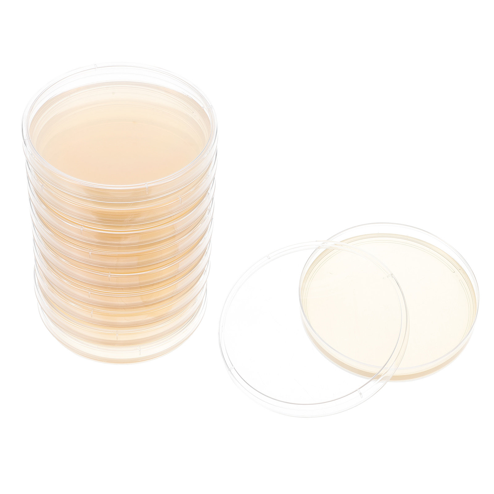 10pcs Nutrient Agar Plates Pre - مراجعة Science Project وسعره
