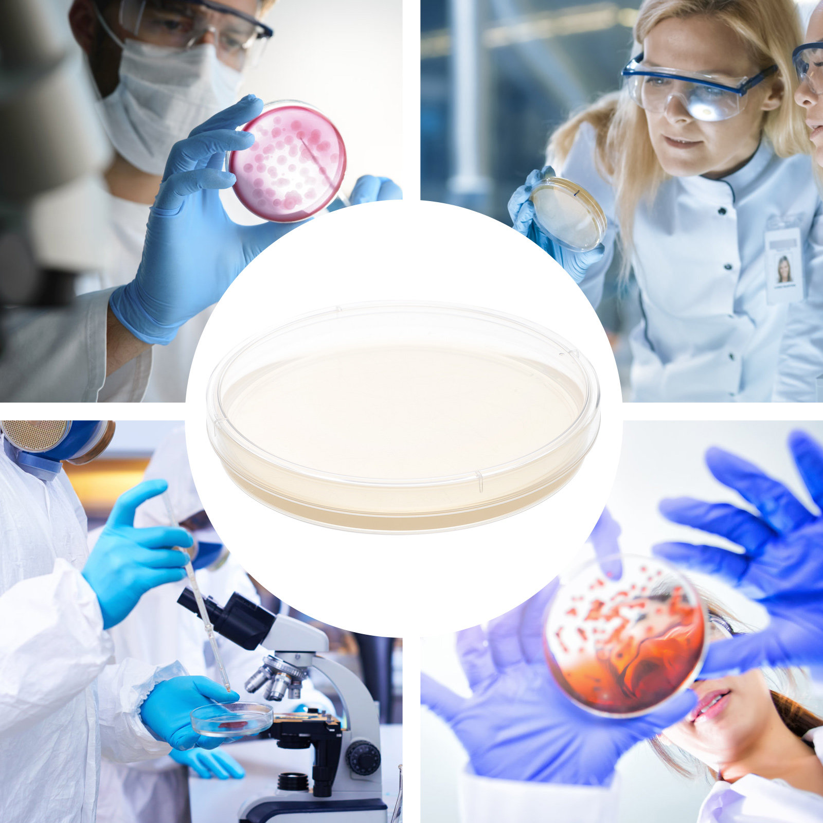 10pcs Nutrient Agar Plates Pre - مراجعة Science Project وسعره