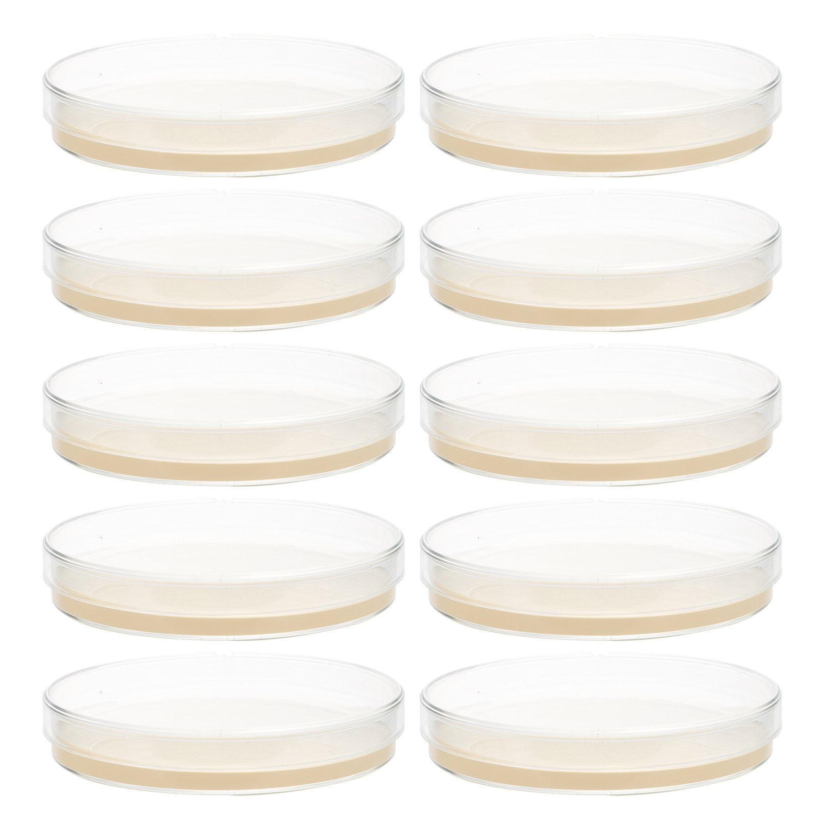 10pcs Nutrient Agar Plates Pre - مراجعة Science Project وسعره